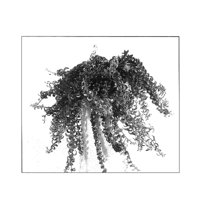 Figure 1 of US plant patent PP17916, the photograph of Twister printed in the patent.