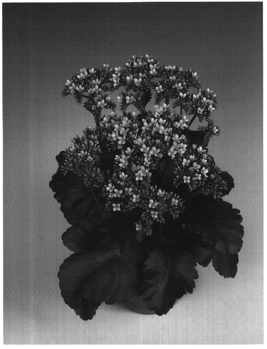 Figure 1 of US plant patent PP17917, the photograph of Fiveranda Light Pink printed in the patent.