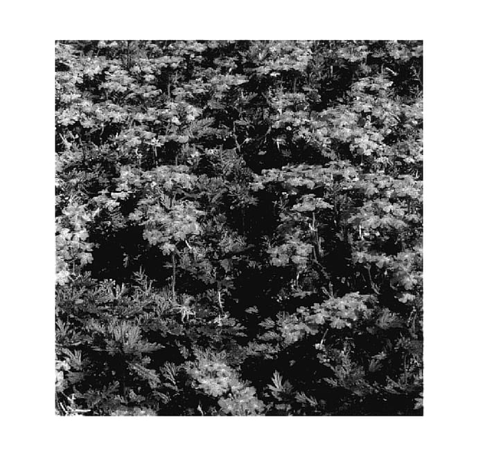 Figure 1 of US plant patent PP17918, the photograph of KLEVE04343 printed in the patent.