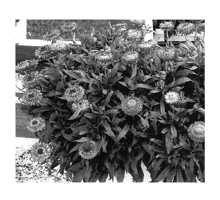 Figure 1 of US plant patent PP17919, the photograph of KLEBA04086 printed in the patent.