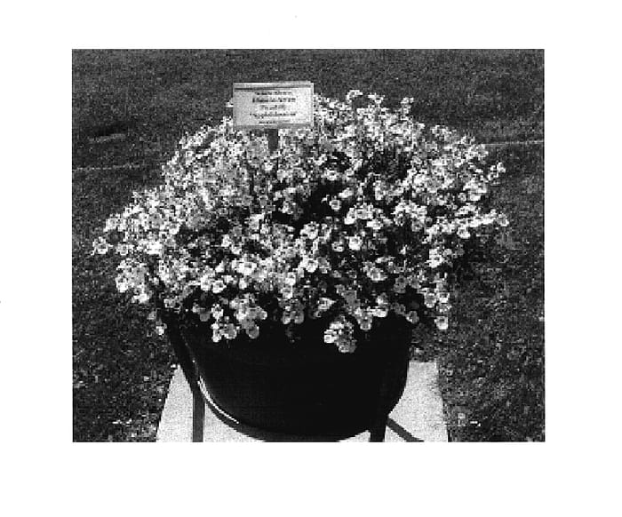Figure 1 of US plant patent PP17920, the photograph of KLEDI04015 printed in the patent.