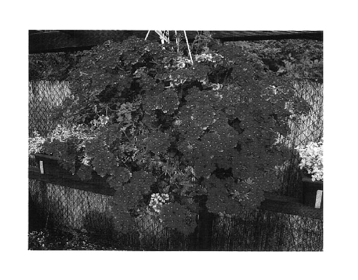 Figure 1 of US plant patent PP17921, the photograph of Sumverb 13 printed in the patent.