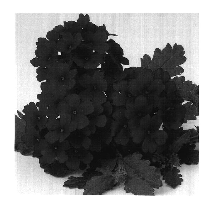 Figure 1 of US plant patent PP17922, the photograph of Duefarred printed in the patent.