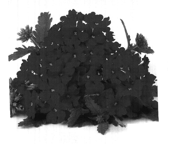 Figure 1 of US plant patent PP17923, the photograph of Duefarhoro printed in the patent.