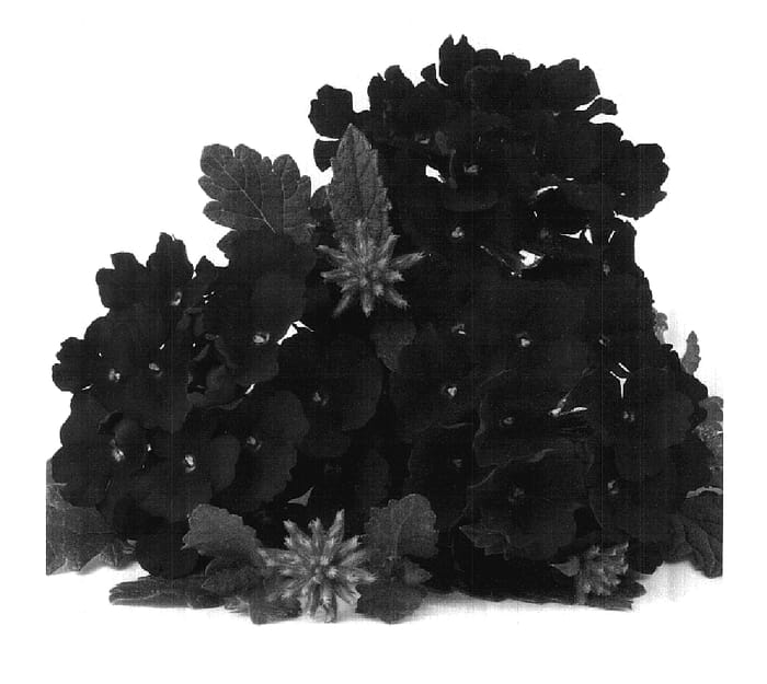 Figure 1 of US plant patent PP17924, the photograph of Duefarburg printed in the patent.