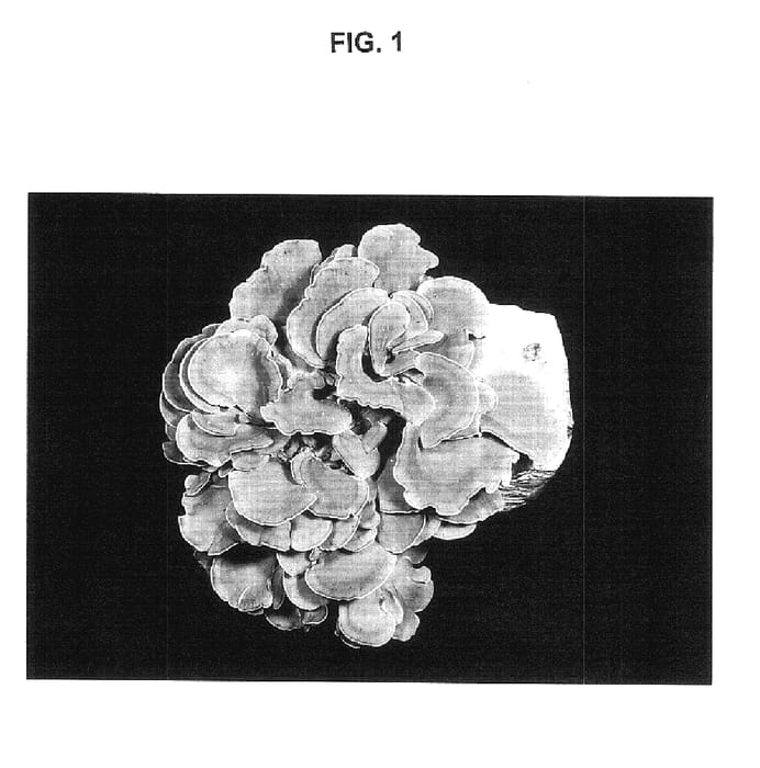 Figure 1 of US plant patent PP17925, the photograph of Checkin printed in the patent.