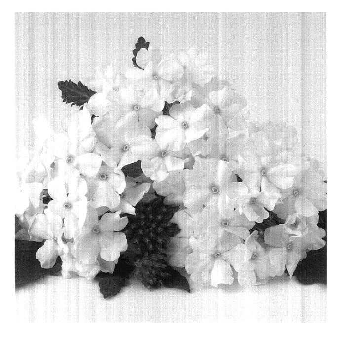 Figure 1 of US plant patent PP17926, the photograph of Duefarwi printed in the patent.