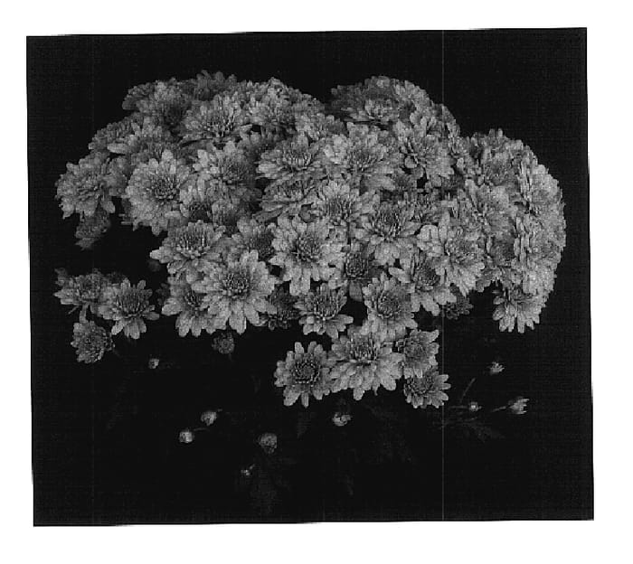 Figure 1 of US plant patent PP17927, the photograph of Yochatham printed in the patent.