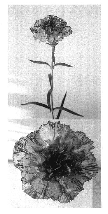 Figure 1 of US plant patent PP17928, the photograph of Wesnavi printed in the patent.