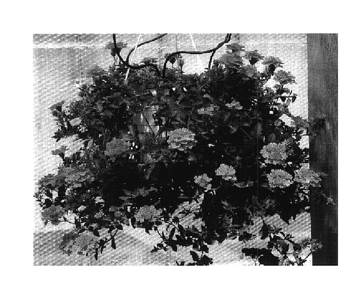 Figure 1 of US plant patent PP17929, the photograph of KLEVE04334 printed in the patent.