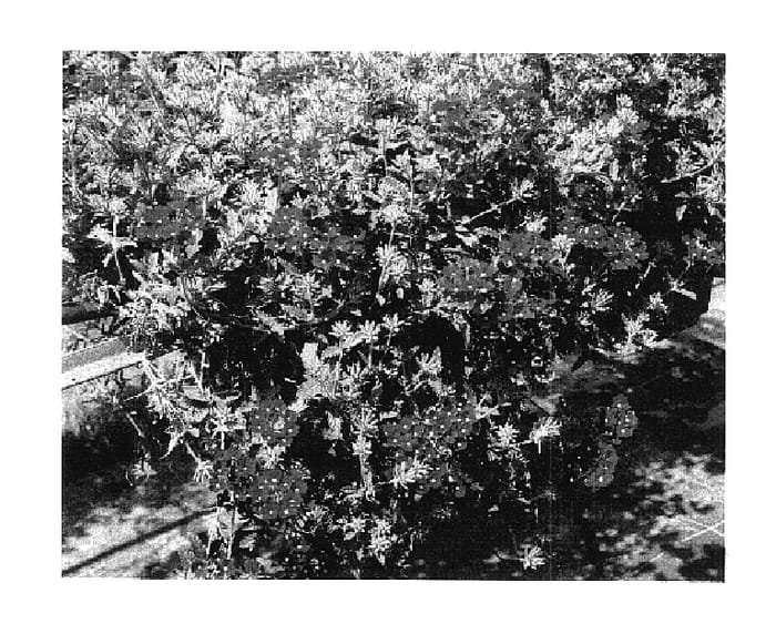 Figure 1 of US plant patent PP17931, the photograph of KLEVE04336 printed in the patent.