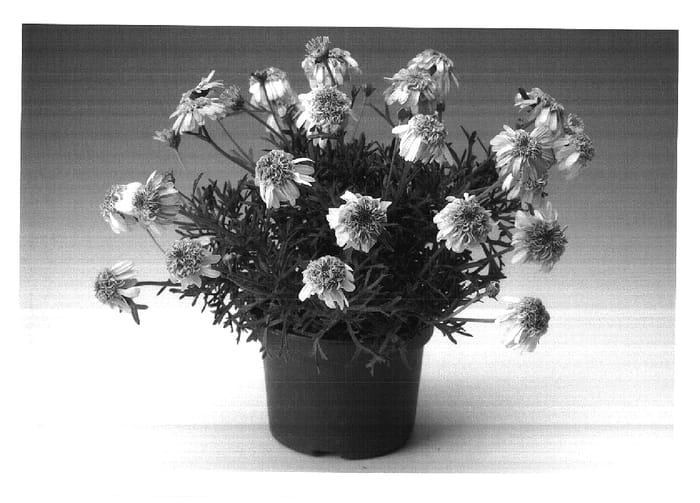 Figure 1 of US plant patent PP17932, the photograph of Argyminpifi printed in the patent.