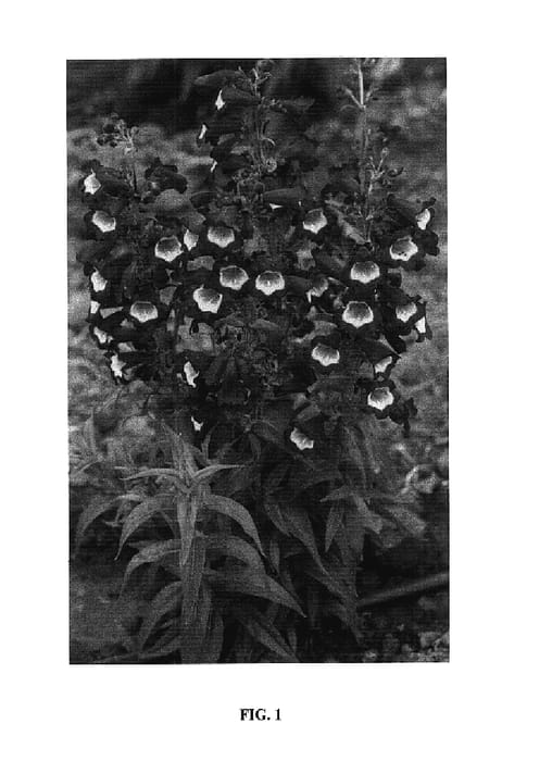 Figure 1 of US plant patent PP17933, the photograph of Pheni Vio printed in the patent.