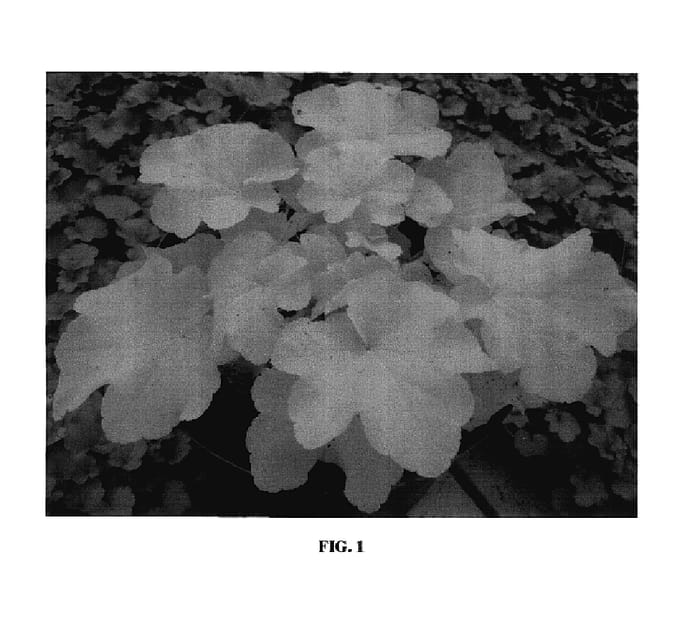 Figure 1 of US plant patent PP17934, the photograph of Citronelle printed in the patent.