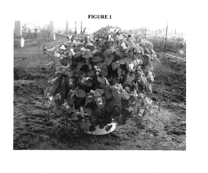 Figure 1 of US plant patent PP17935, the photograph of DANMOON14 printed in the patent.