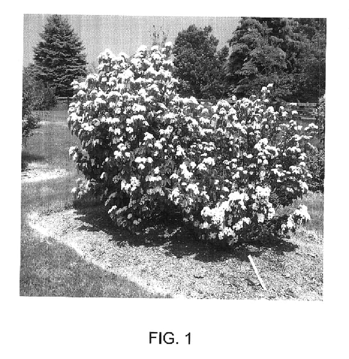 Figure 1 of US plant patent PP17936, the photograph of Vernon Morris printed in the patent.