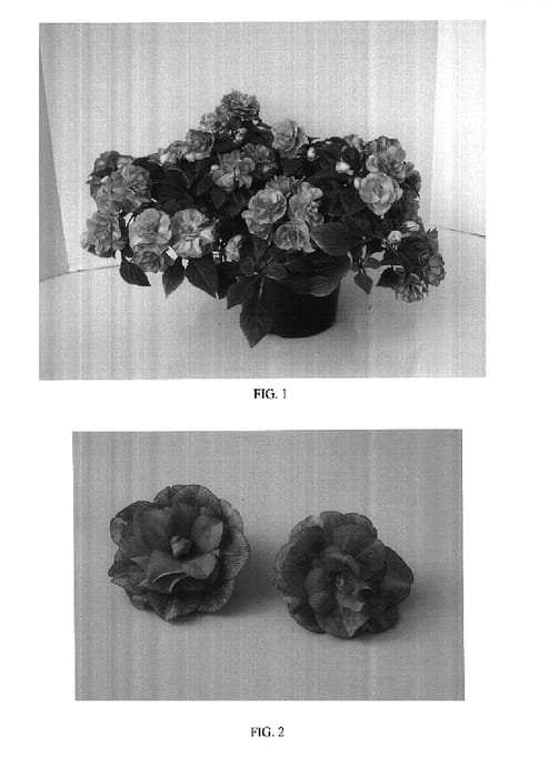 Figure 1 of US plant patent PP17937, the photograph of Balfiestarsa printed in the patent.