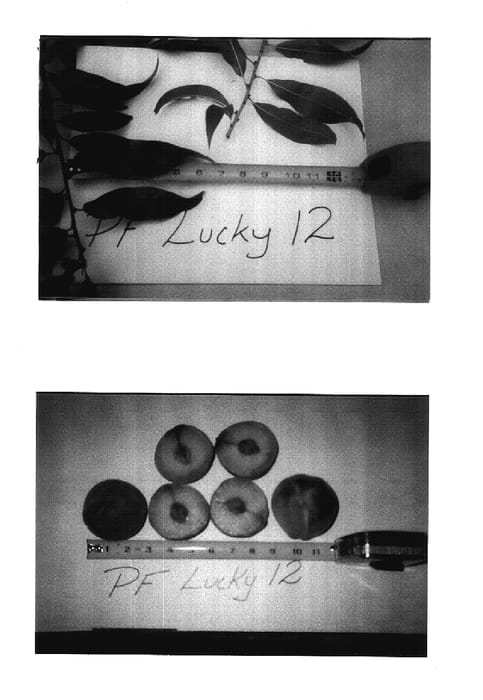 Figure 1 of US plant patent PP17938, the photograph of P.F. Lucky 12 printed in the patent.