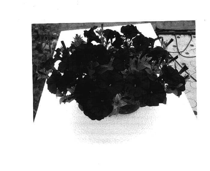 Figure 1 of US plant patent PP17939, the photograph of Whip Burgto printed in the patent.