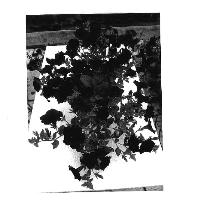 Figure 1 of US plant patent PP17940, the photograph of Jam Bule printed in the patent.