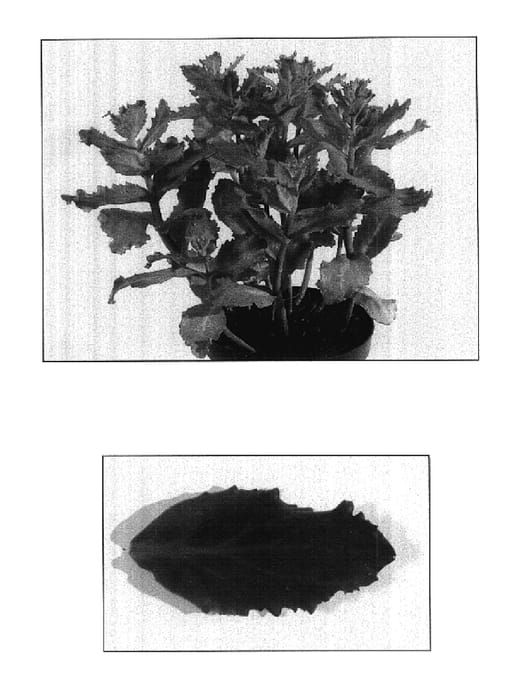 Figure 1 of US plant patent PP17941, the photograph of Crazy Ruffles printed in the patent.