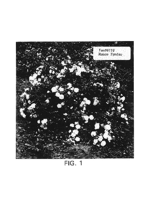 Figure 1 of US plant patent PP17942, the photograph of TAN98110 printed in the patent.
