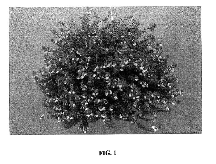 Figure 1 of US plant patent PP17943, the photograph of Bomy Pinka printed in the patent.