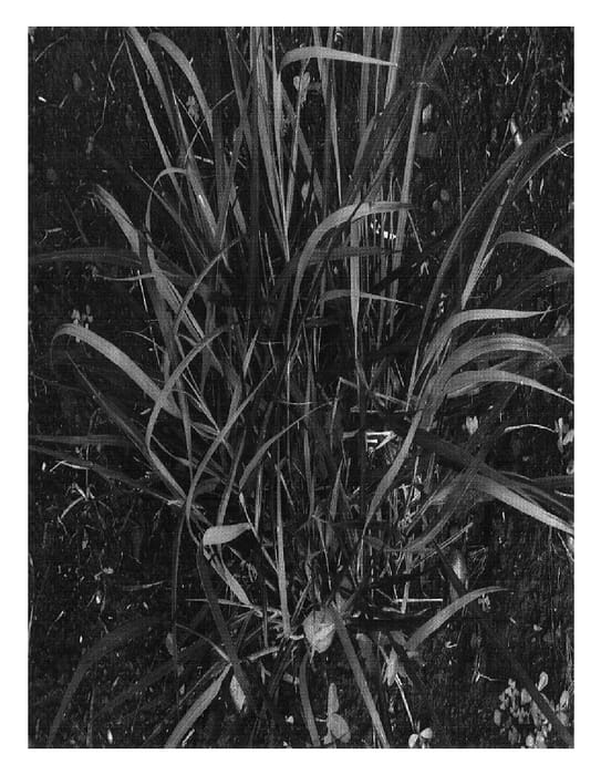 Figure 1 of US plant patent PP17944, the photograph of RR1 printed in the patent.
