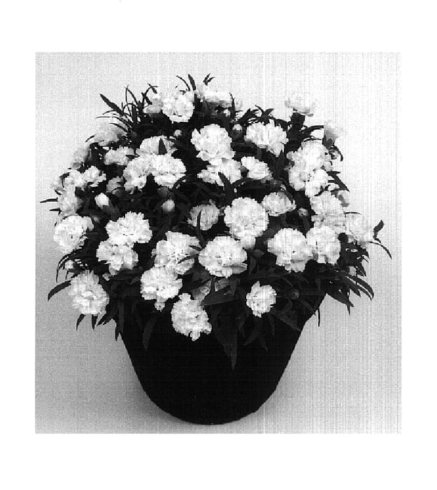 Figure 1 of US plant patent PP17945, the photograph of Cristal printed in the patent.