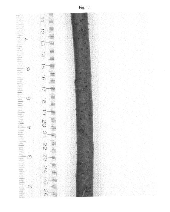 Figure 1 of US plant patent PP17946, the photograph of Tully Champion printed in the patent.