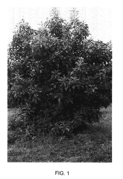 Figure 1 of US plant patent PP17947, the photograph of Merensky 1 printed in the patent.