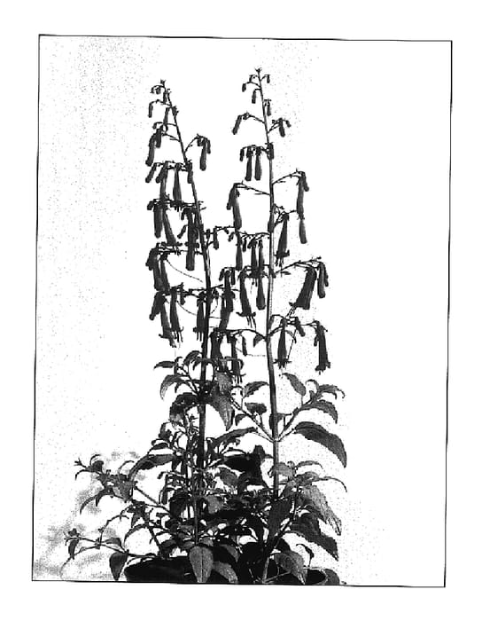 Figure 1 of US plant patent PP17948, the photograph of Blacher printed in the patent.