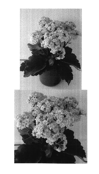 Figure 1 of US plant patent PP17949, the photograph of Don Frederico printed in the patent.