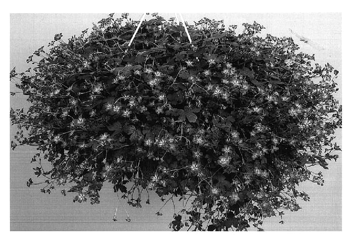 Figure 1 of US plant patent PP17950, the photograph of Tanya Rendall printed in the patent.
