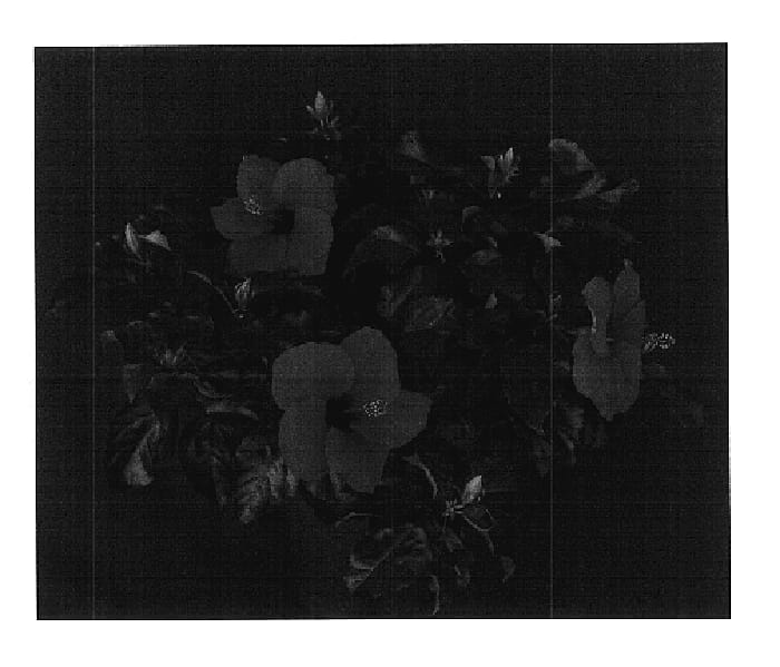 Figure 1 of US plant patent PP17951, the photograph of Freedom Wind printed in the patent.