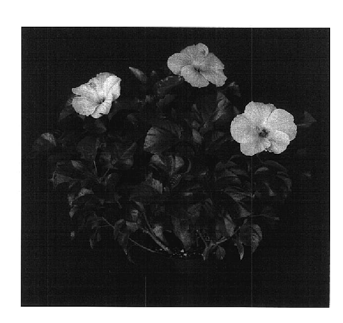 Figure 1 of US plant patent PP17952, the photograph of Montego Wind printed in the patent.