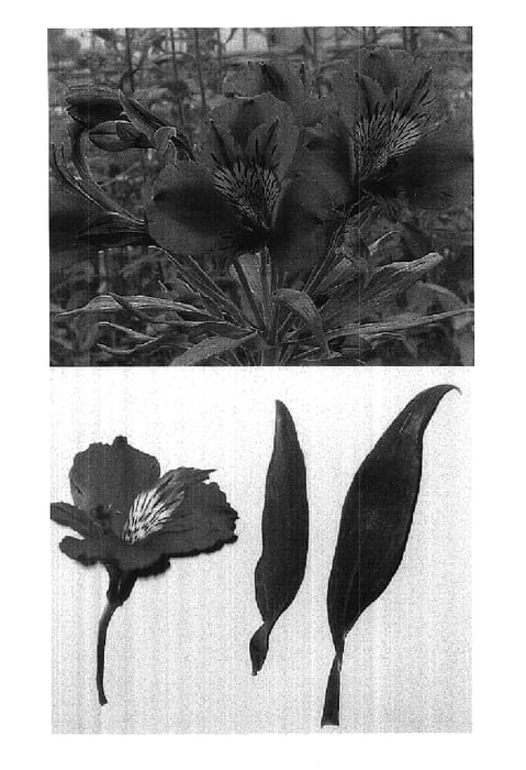 Figure 1 of US plant patent PP17953, the photograph of Pandora printed in the patent.