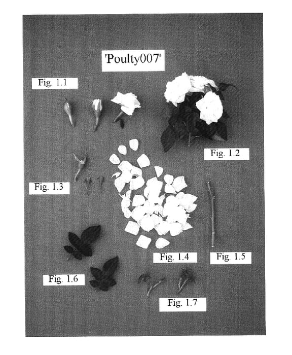 Figure 1 of US plant patent PP17954, the photograph of Poulty007 printed in the patent.