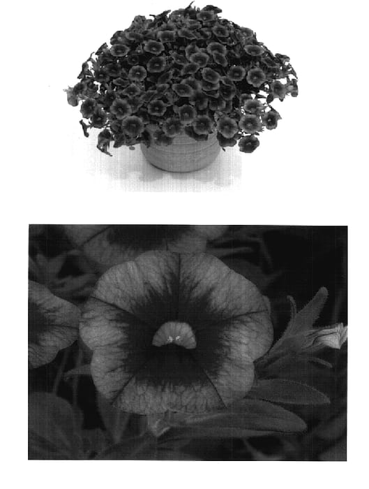 Figure 1 of US plant patent PP17955, the photograph of Wescaosu printed in the patent.