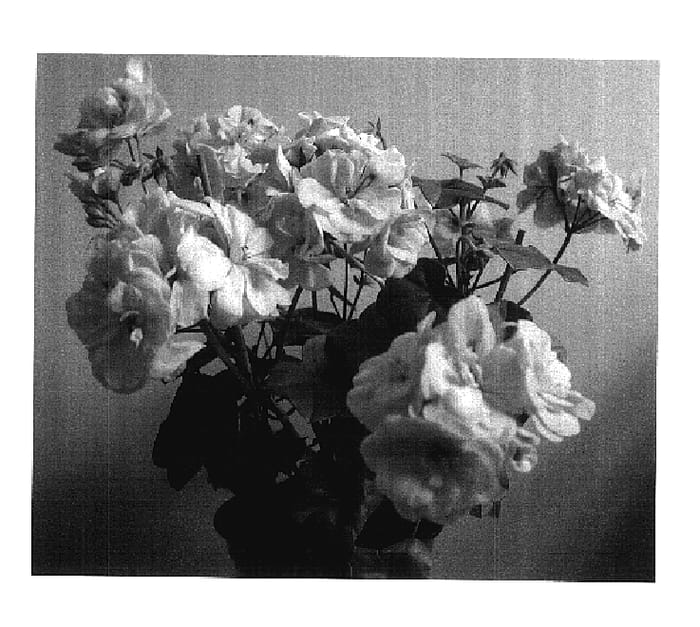 Figure 1 of US plant patent PP17956, the photograph of Paclill printed in the patent.