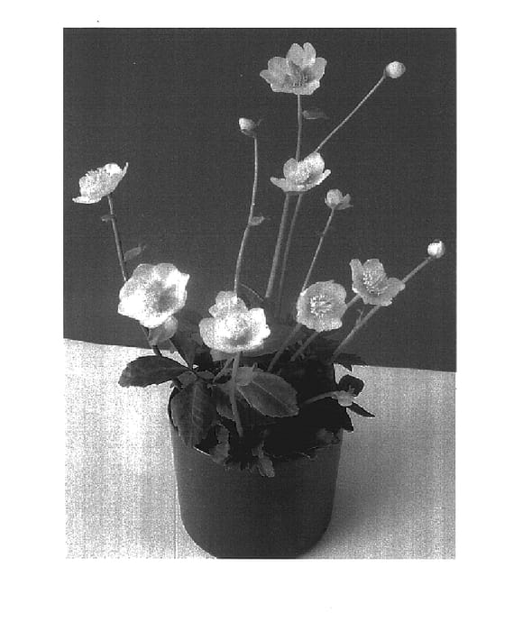 Figure 1 of US plant patent PP17957, the photograph of HGC Joshua printed in the patent.