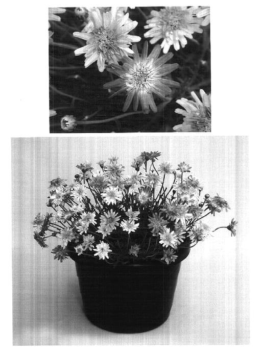 Figure 1 of US plant patent PP17958, the photograph of M905 printed in the patent.