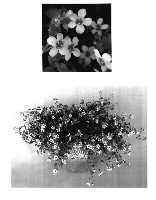 Figure 1 of US plant patent PP17959, the photograph of Danova912 printed in the patent.