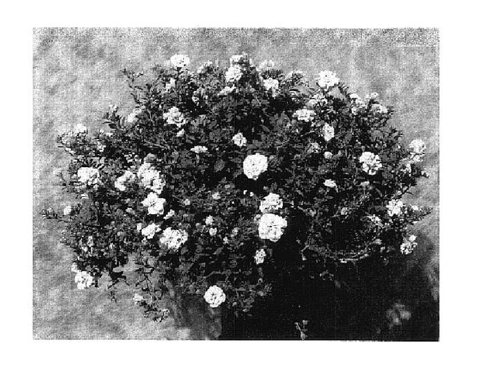 Figure 1 of US plant patent PP17960, the photograph of KLEC04064 printed in the patent.