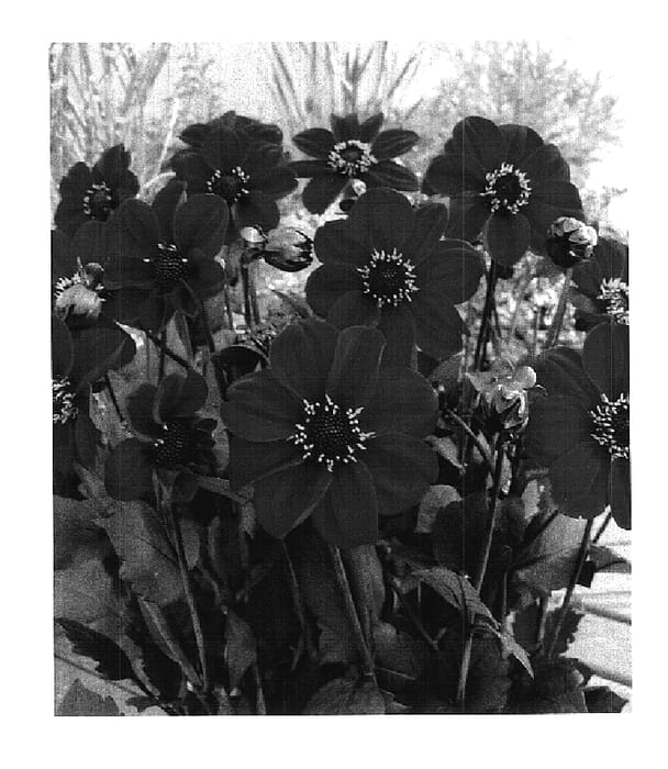 Figure 1 of US plant patent PP17961, the photograph of HS Romeo printed in the patent.