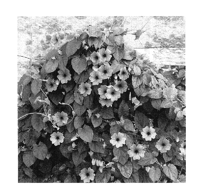 Figure 1 of US plant patent PP17962, the photograph of Sumthun 02 printed in the patent.