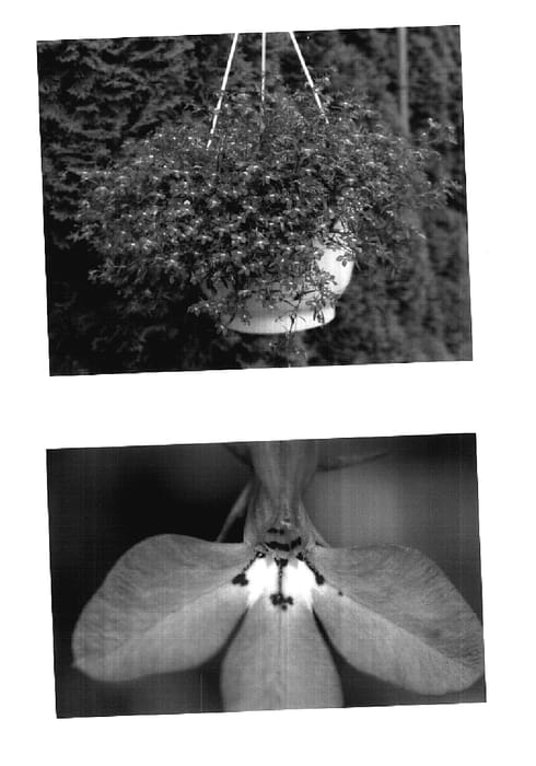 Figure 1 of US plant patent PP17963, the photograph of Wespinstar printed in the patent.