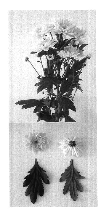 Figure 1 of US plant patent PP17964, the photograph of Mona Lisa Rosy printed in the patent.