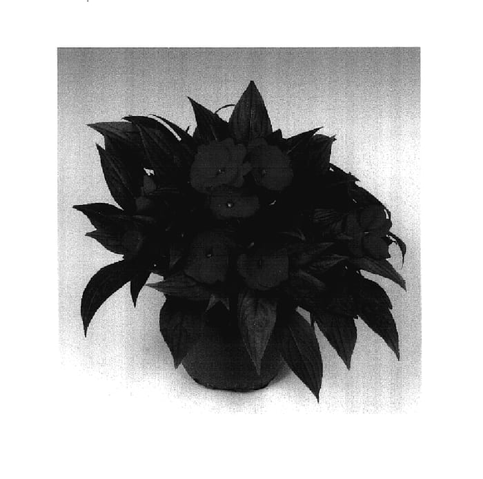 Figure 1 of US plant patent PP17965, the photograph of Tamar Scarlet Red printed in the patent.