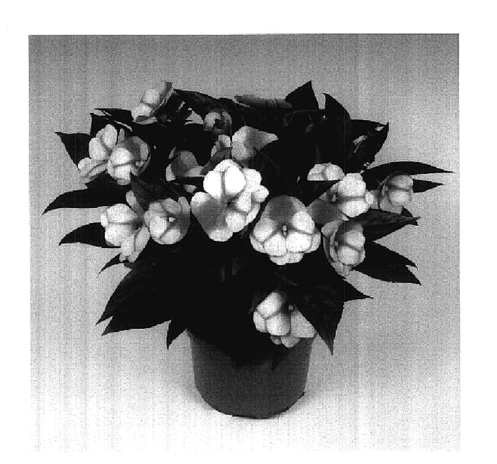 Figure 1 of US plant patent PP17966, the photograph of Tamar Red Bicolor printed in the patent.